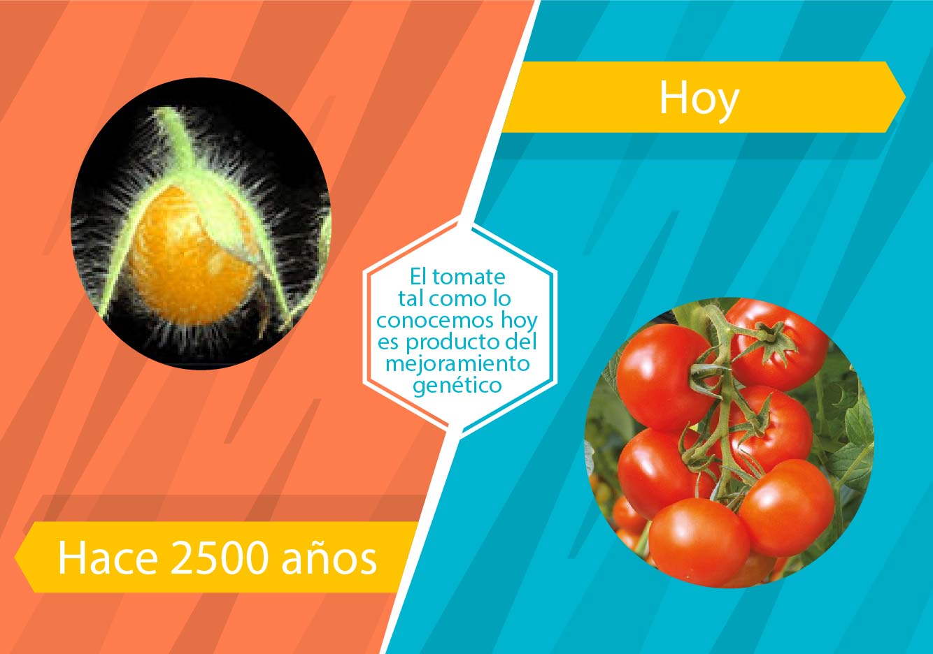 Tomate sin mejoramiento